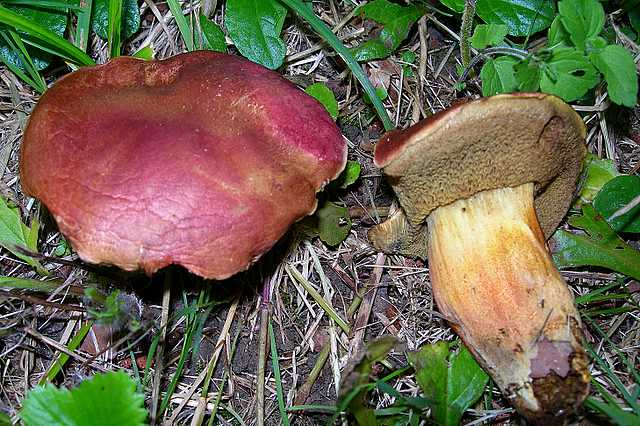 2005 :  Un anno di funghi